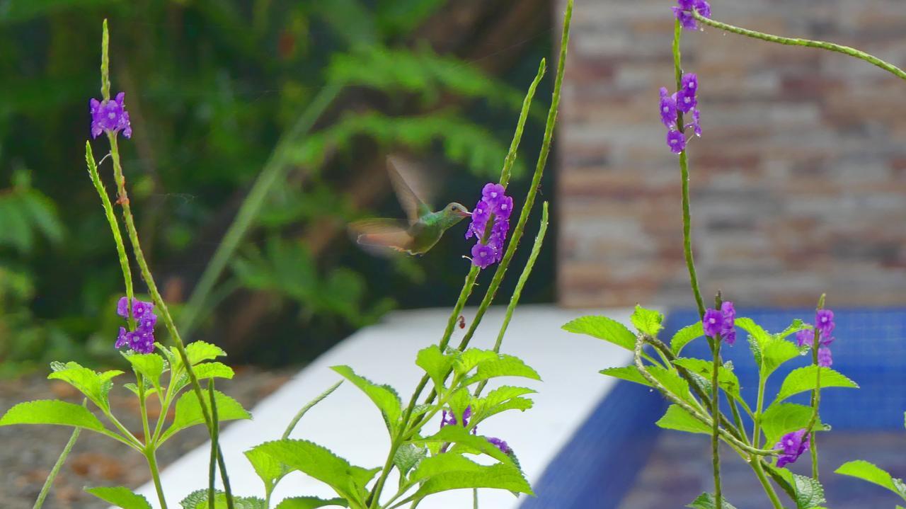 Jardin De Monos 3* Matapalo (Puntarenas)