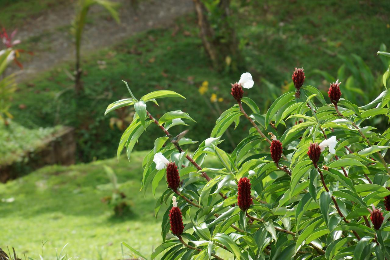 Rancho Tilapias Damas