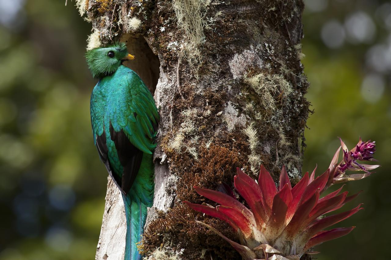 Lodge Paraiso Quetzal