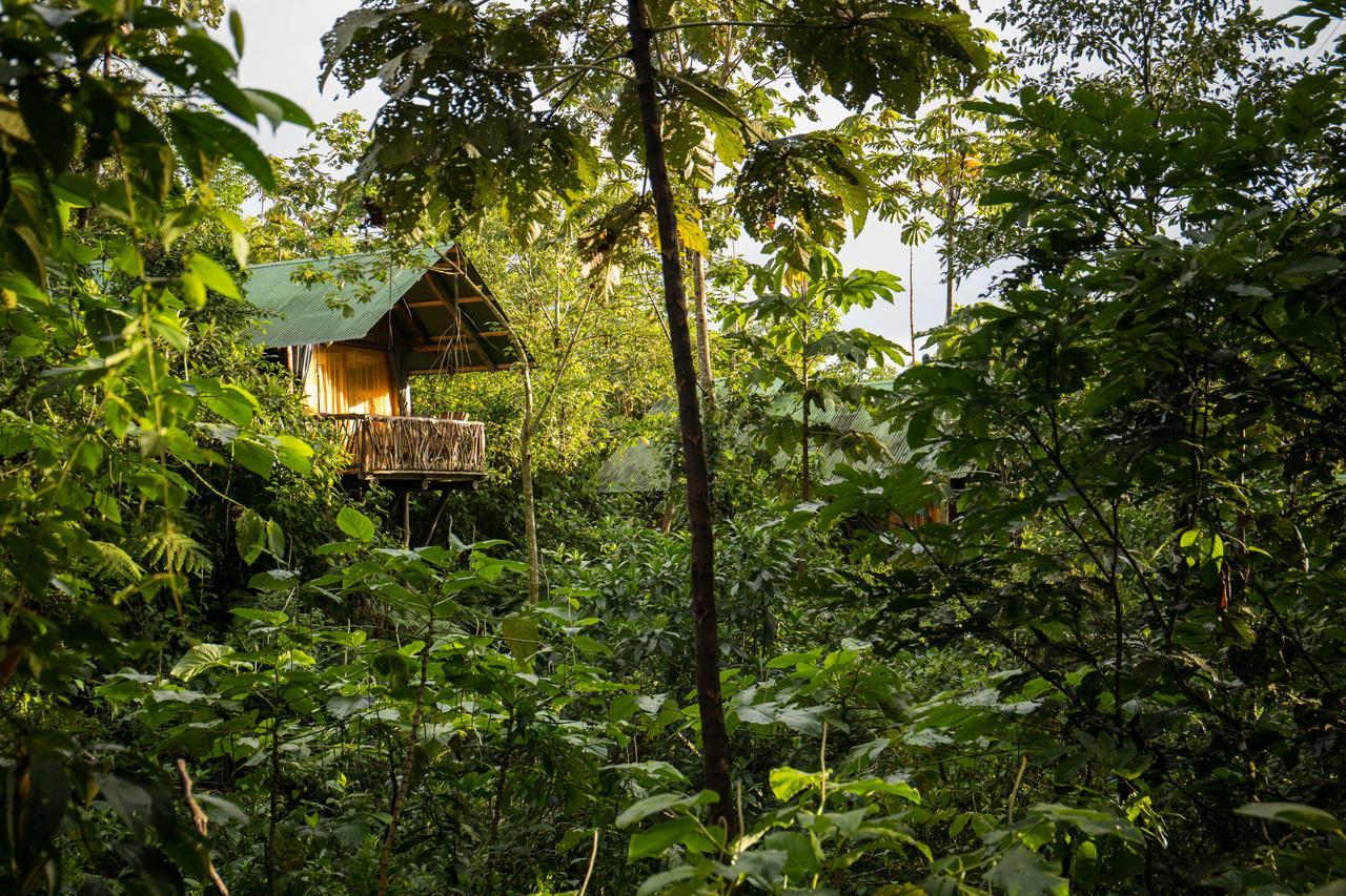 Lodge La Tigra Rainforest *