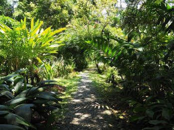 La Finca Chica 3* Cocles