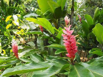 Hotel La Finca Chica Cocles