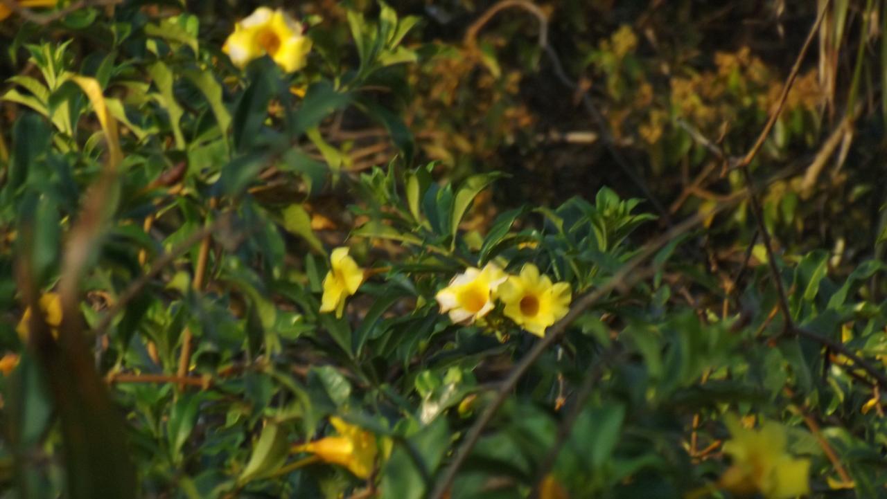 De La Colina