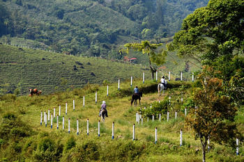 Hacienda Altagracia, Collection