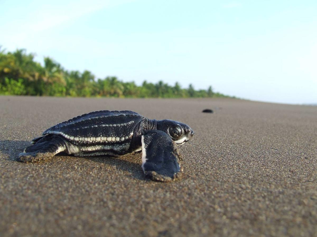 Bed & Breakfast Gecko De Tortuguero