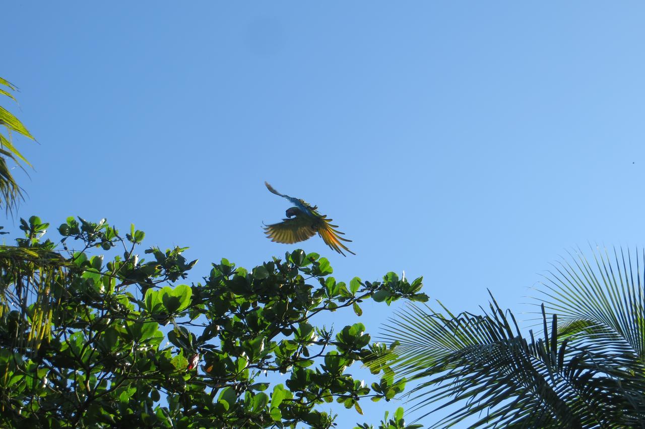Gecko De * Tortuguero