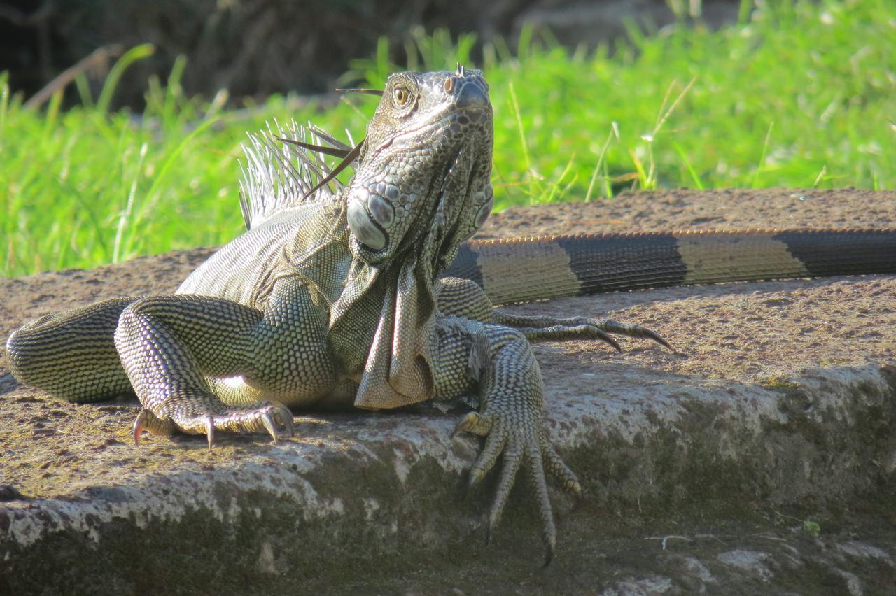 Gecko De