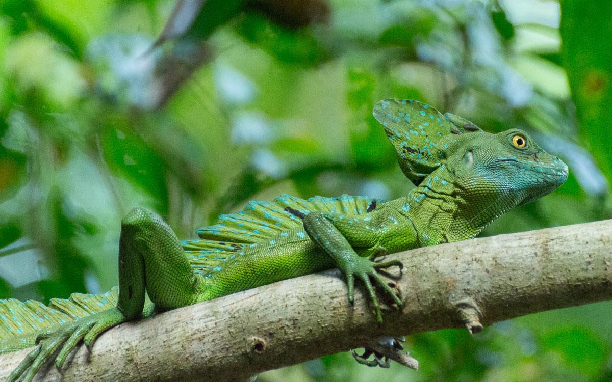 Gecko De * Tortuguero