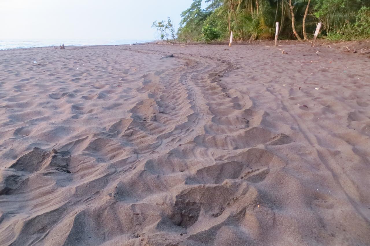 Gecko De * Tortuguero
