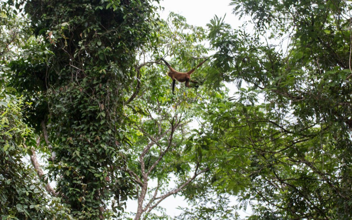 Gecko De Bed & Breakfast Tortuguero