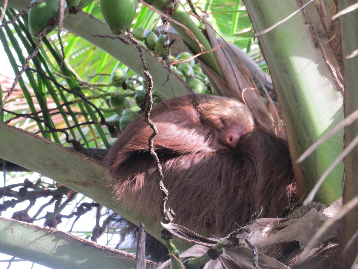 Bed & Breakfast Gecko De Tortuguero