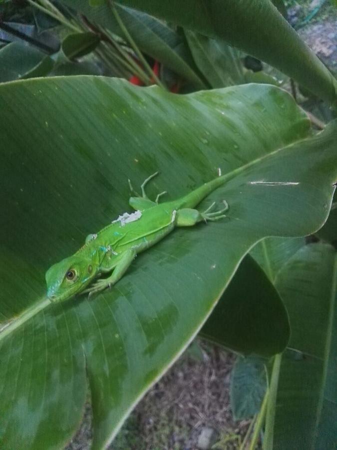 Inn Cabinas Las Gemelas Pavones (Puntarenas)