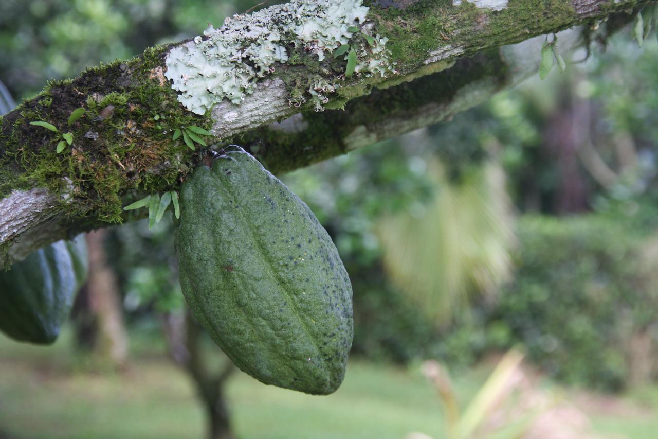 Amistad Cacao * Bijagua