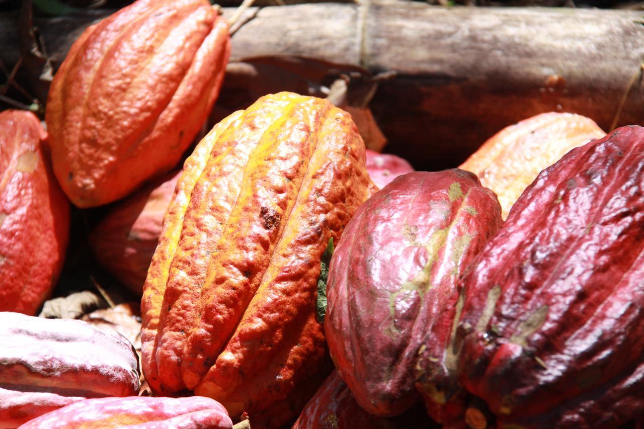 Lodge Amistad Cacao *