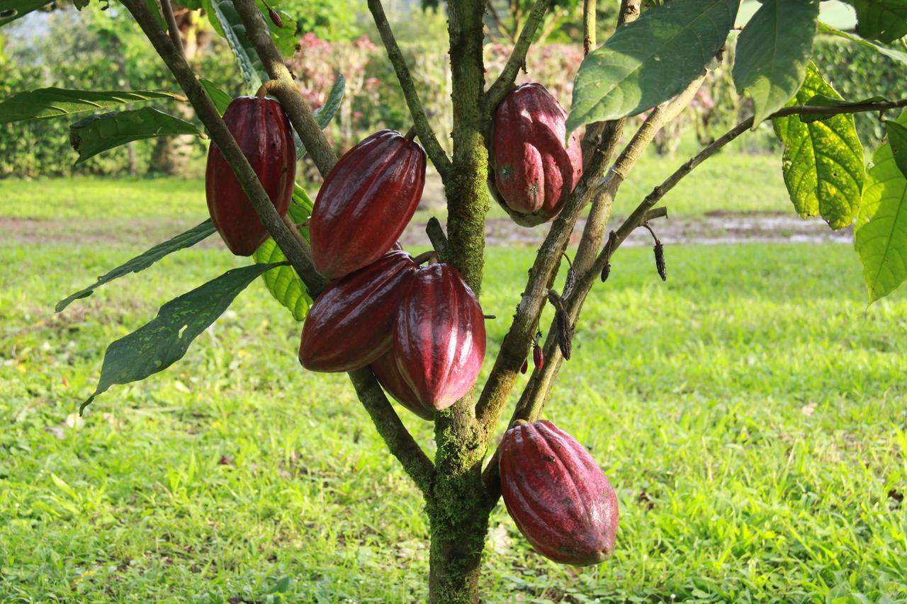 Amistad Cacao * Bijagua