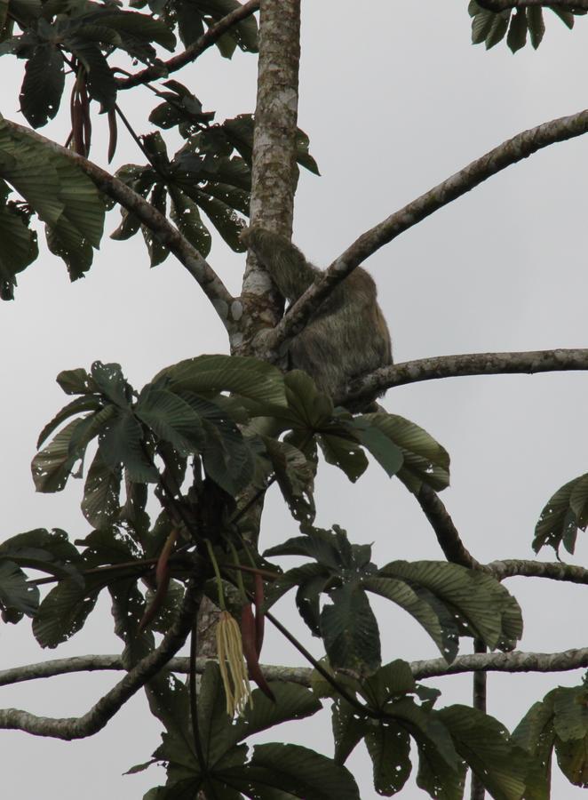 Amistad Cacao * Bijagua