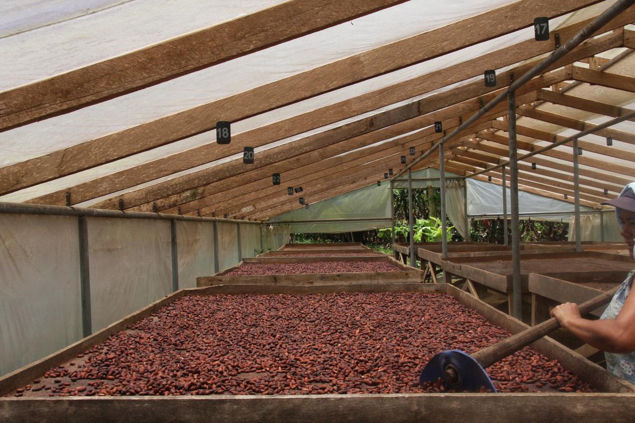 Amistad Cacao * Bijagua