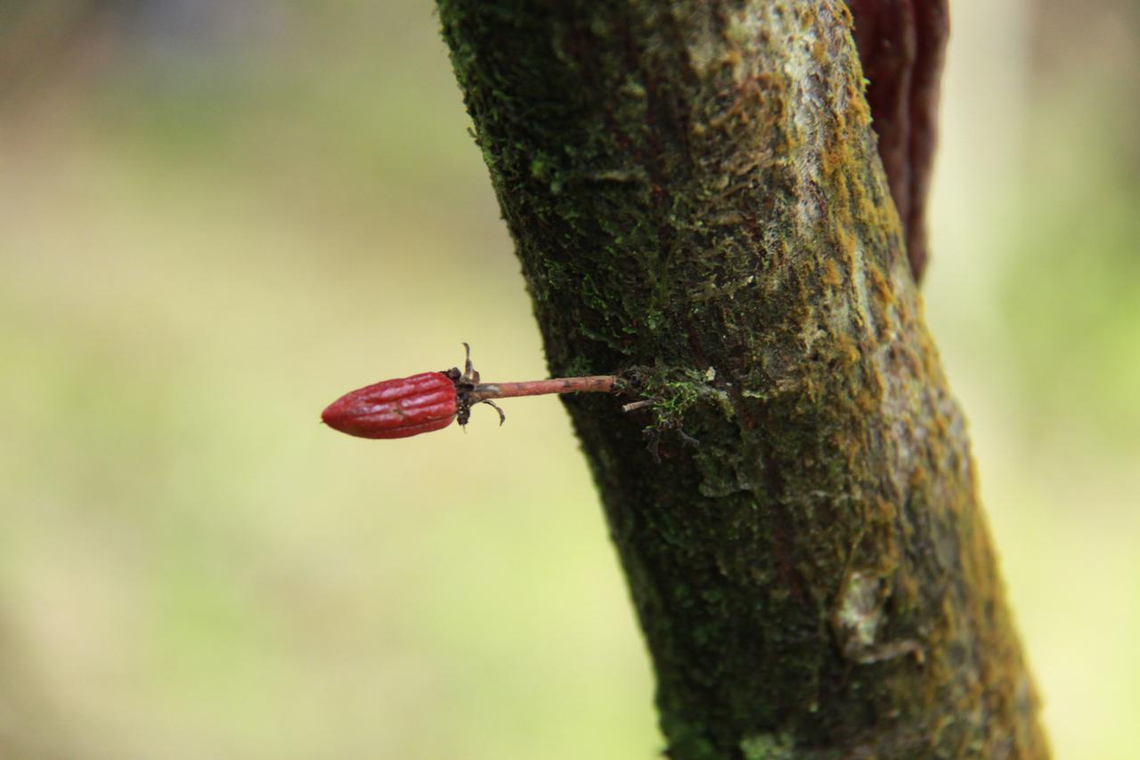 Amistad Cacao * Bijagua