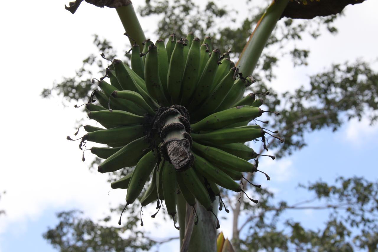 Amistad Cacao * Bijagua