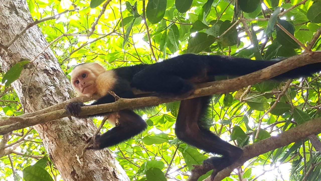 La Mariposa Manuel Antonio