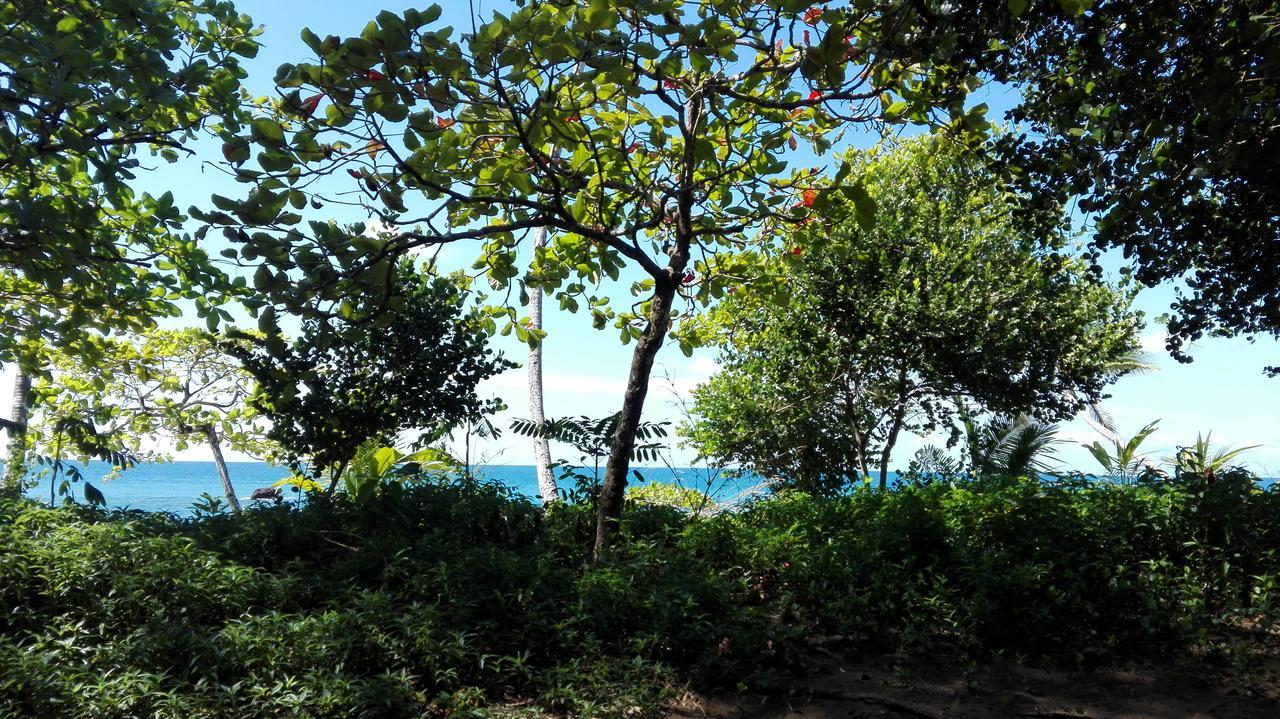 Eco Bosque Los Paniquines Drake Bay