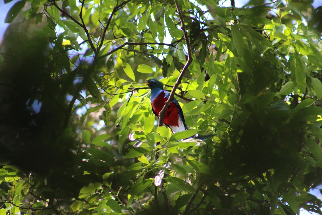 Talamanca Nature Reserve Hotel Rivas
