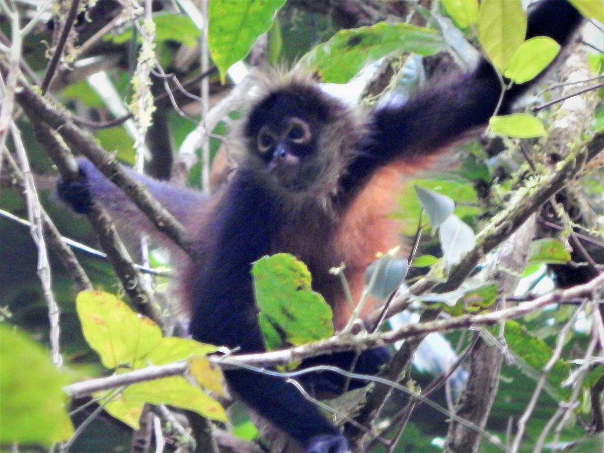 Naguala Jungle Drake Bay