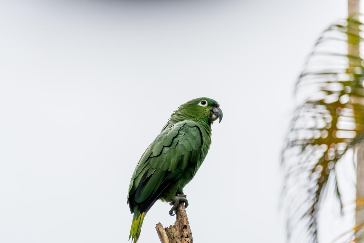 Atlantida Cahuita
