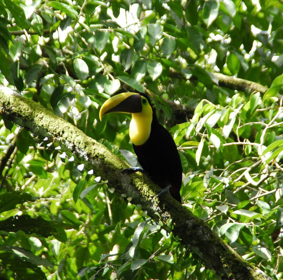 La Foresta Nature Resort Quepos