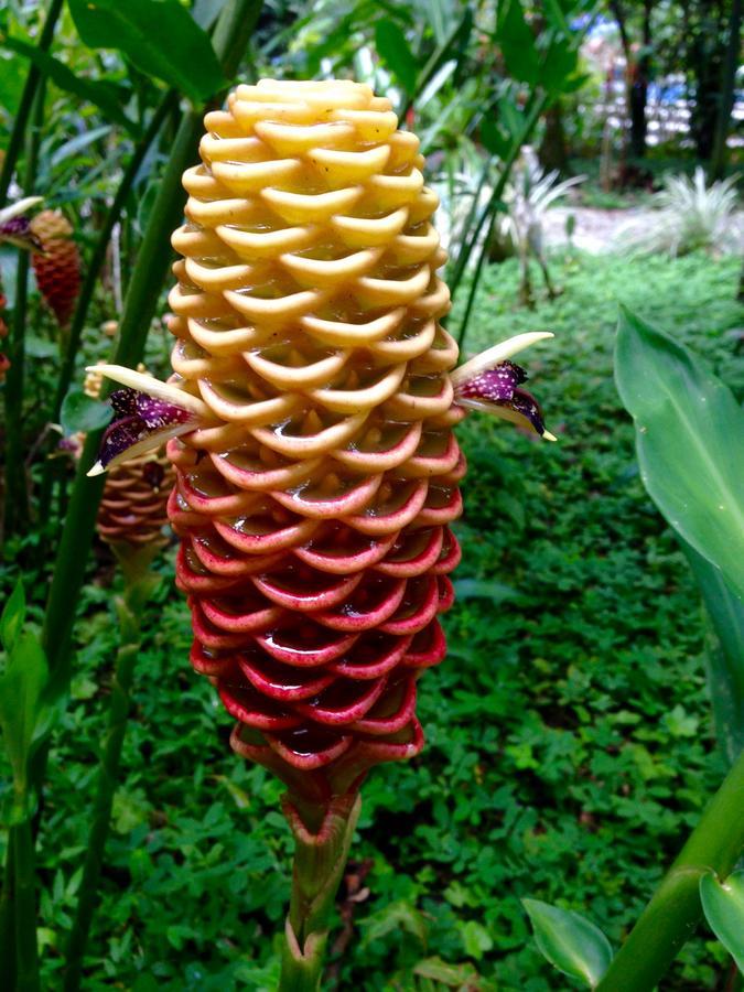 Resort The Goddess Garden Eco-resort Cahuita