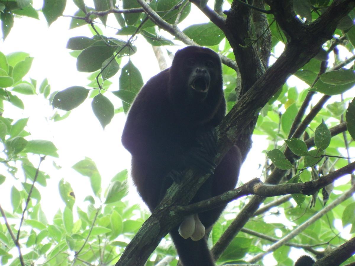 Selva Color - Forest & Lodge Quebrada Ganado