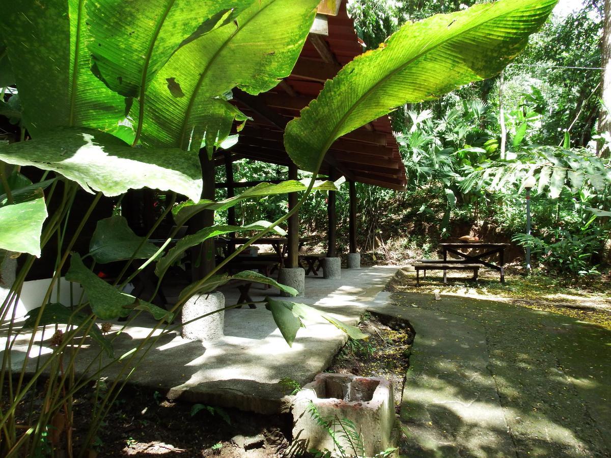 Selva Color - Forest & Lodge