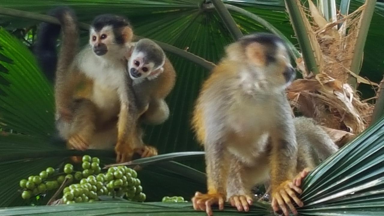 La Jungle Hotel Manuel Antonio