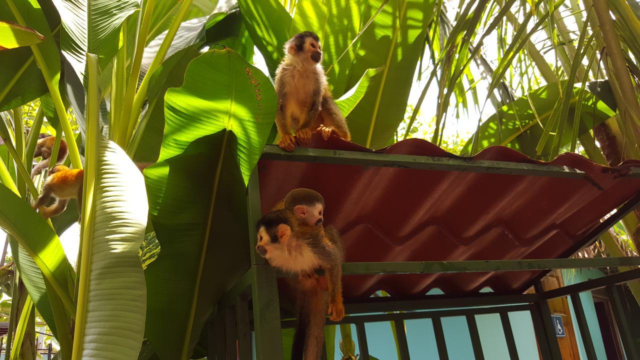 La Jungle