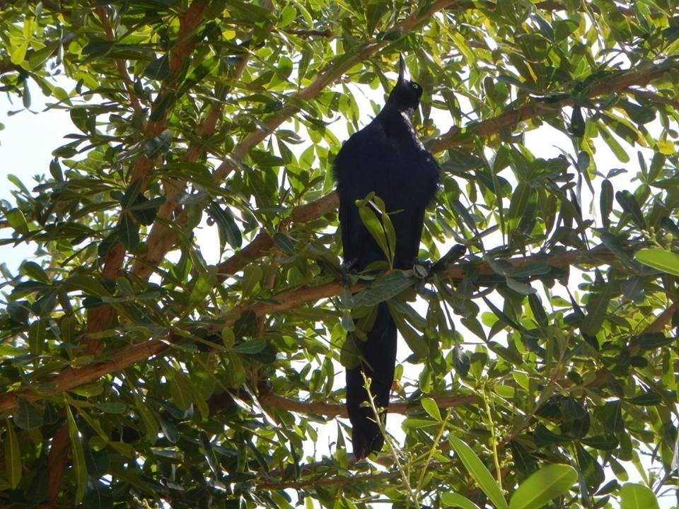 Plumita Pacifica