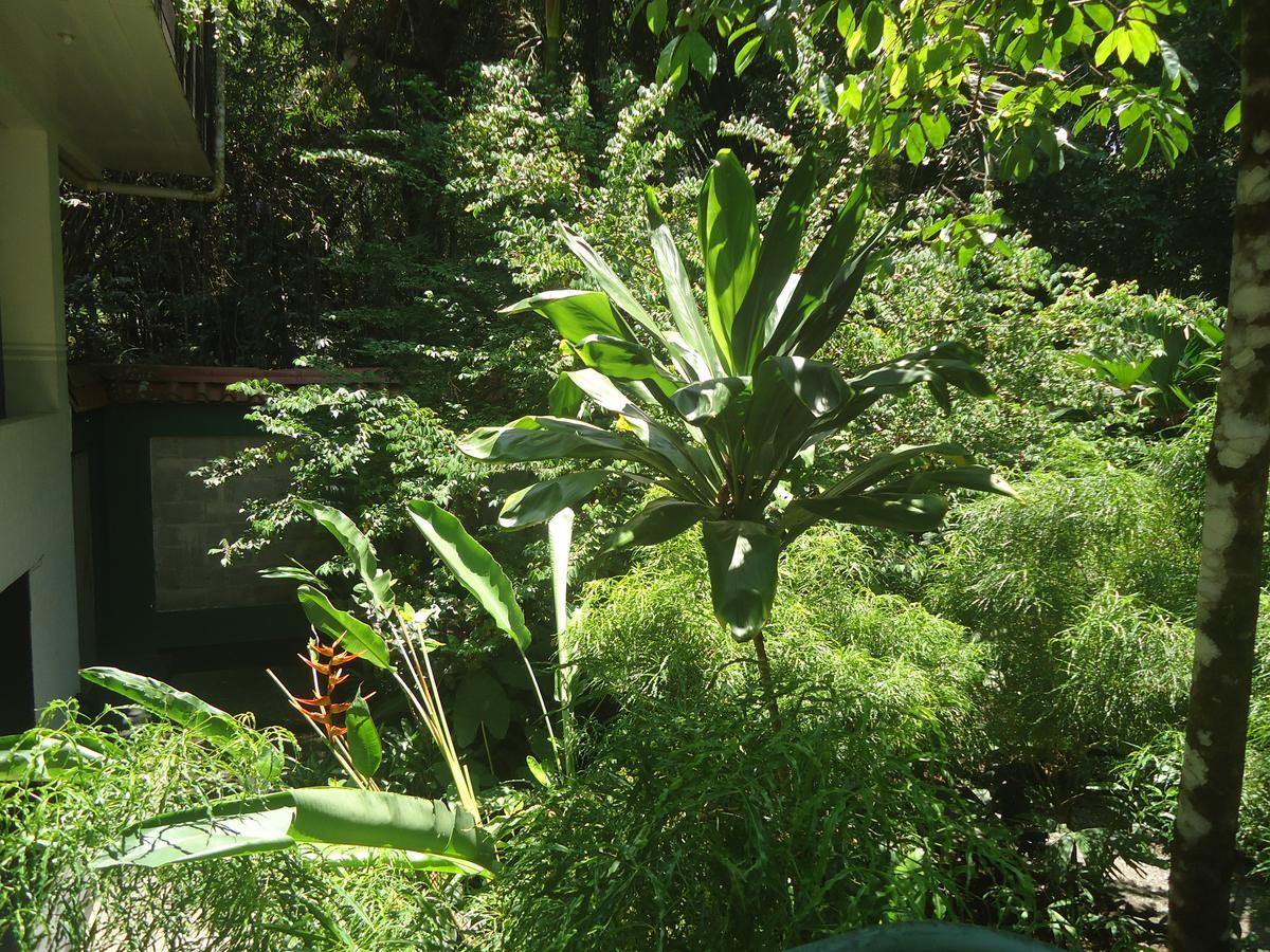 Mandarina Quepos