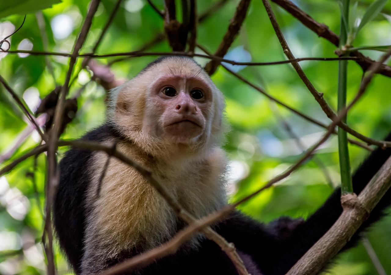 Hotel Manuel Antonio Hotel 3*