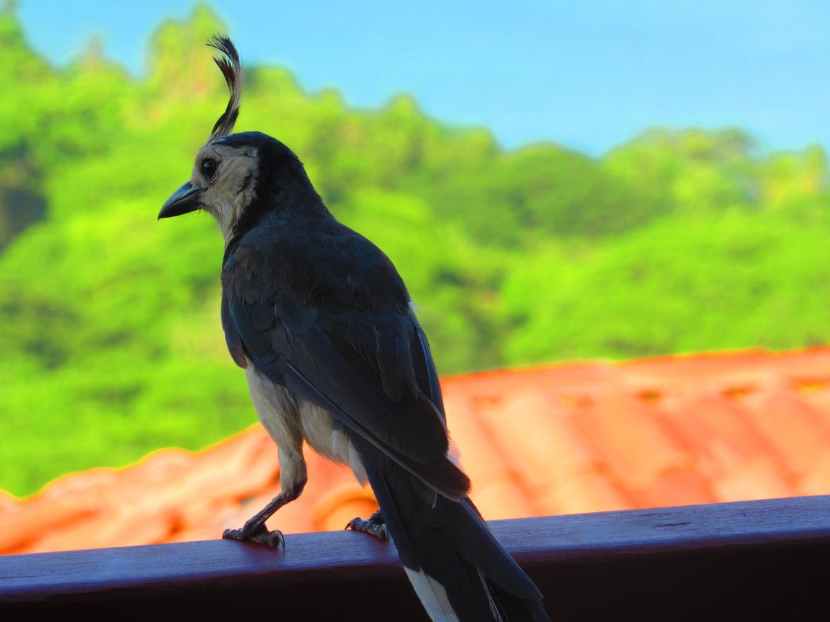 Villa Hermosa W/pool & Amazing Views Playa Hermosa (Guanacaste)