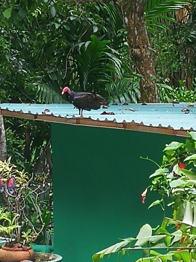 Park House - Adults Only Hotel Manuel Antonio