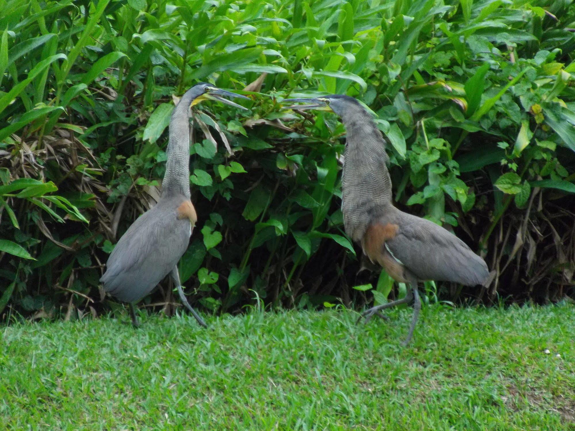 Macaw Lodge