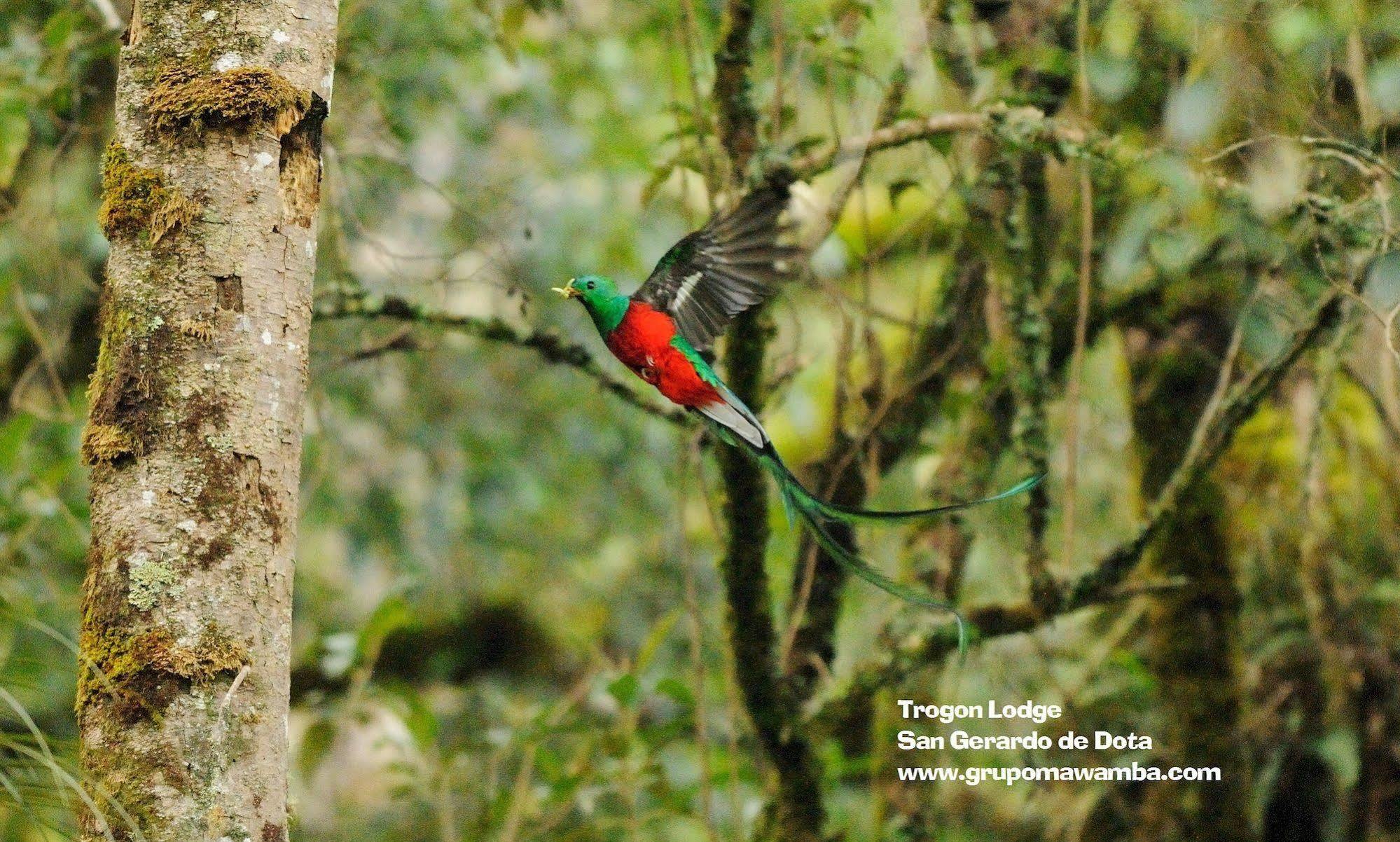 Trogon Lodge