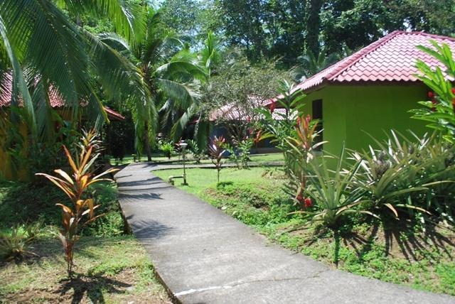 Pizote Puerto Viejo de Talamanca