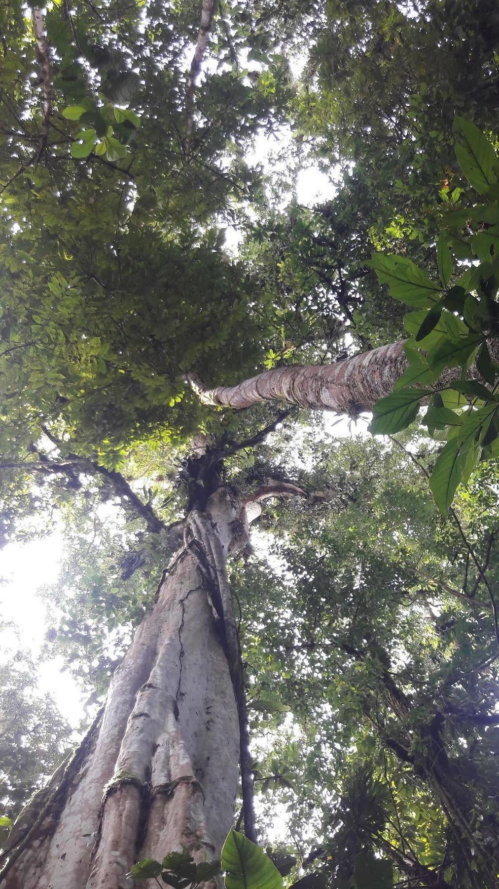 La Selva Biological Station Sarapiqui