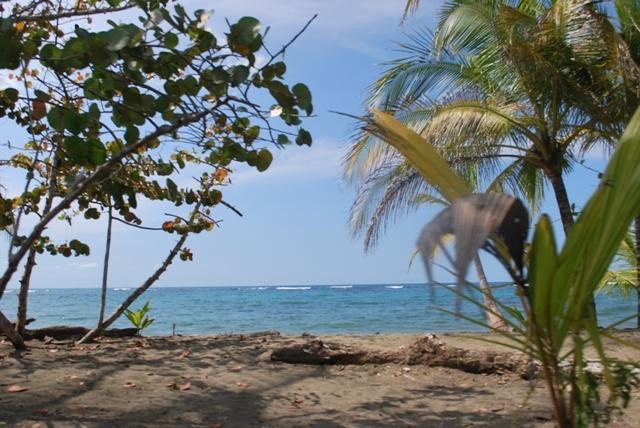 Pizote