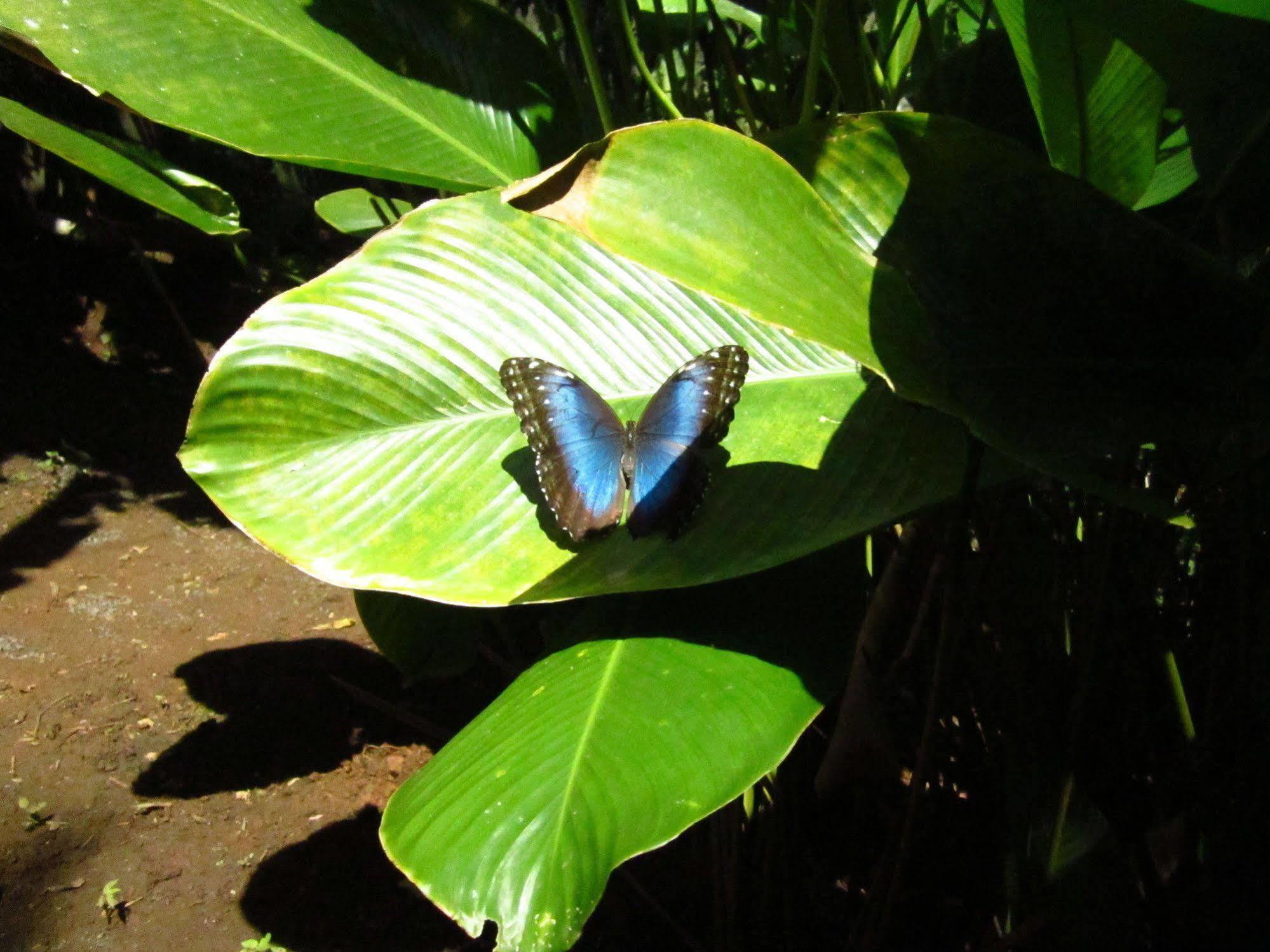 El Mariposario Gardens Bed & Breakfast Montezuma