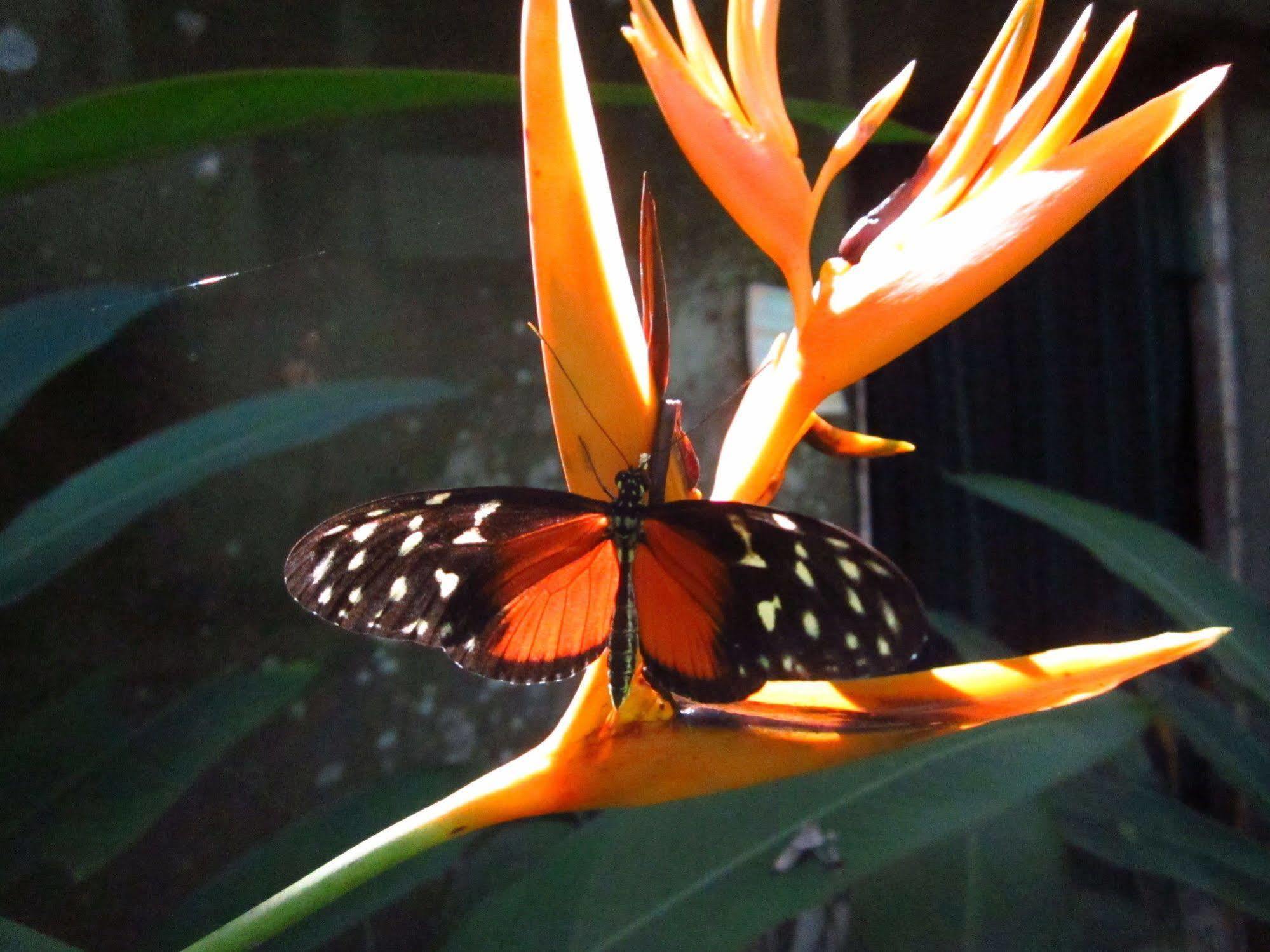 Bed & Breakfast El Mariposario Gardens