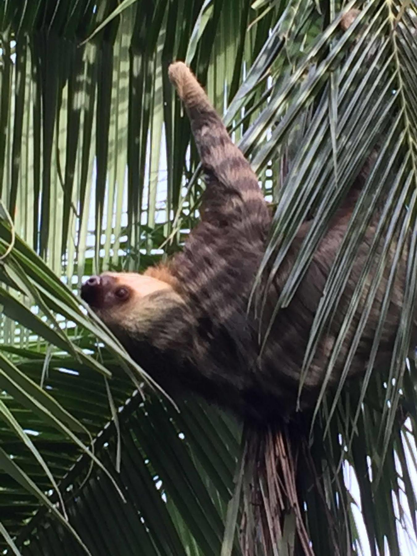 La Diosa 4* Cahuita