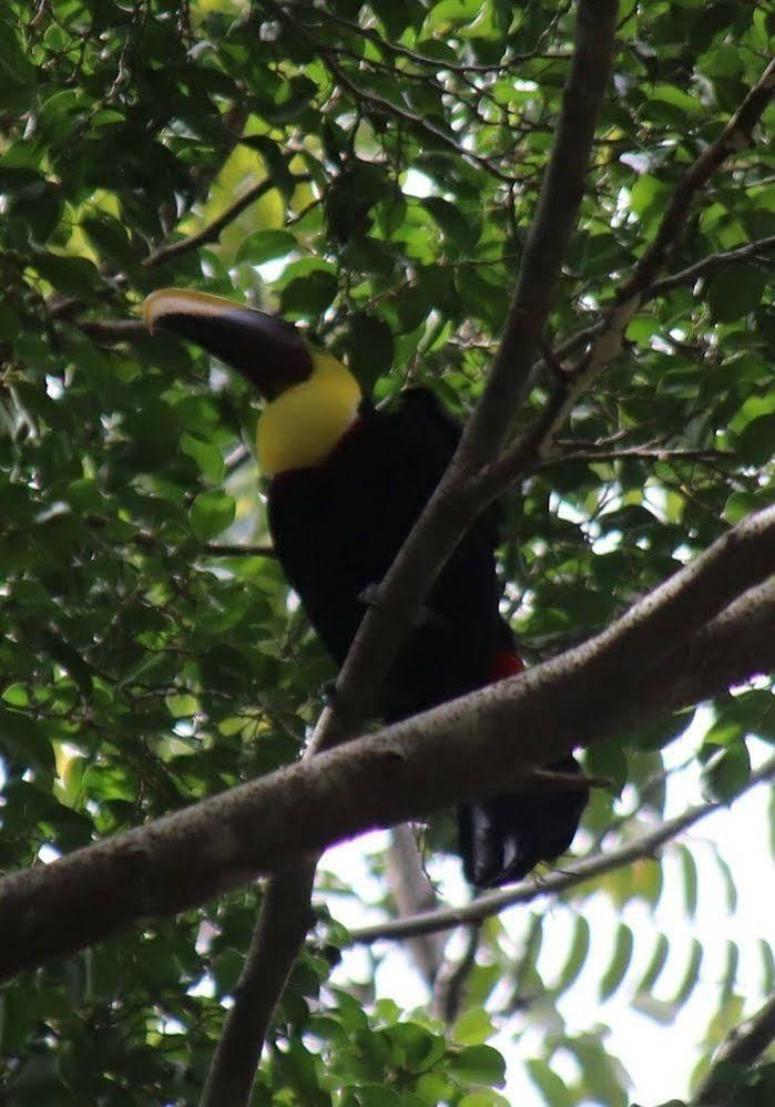 Tucan Hotel Uvita