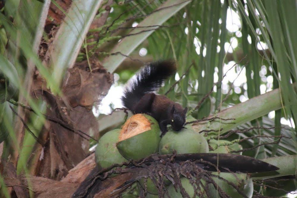 Tucan Uvita