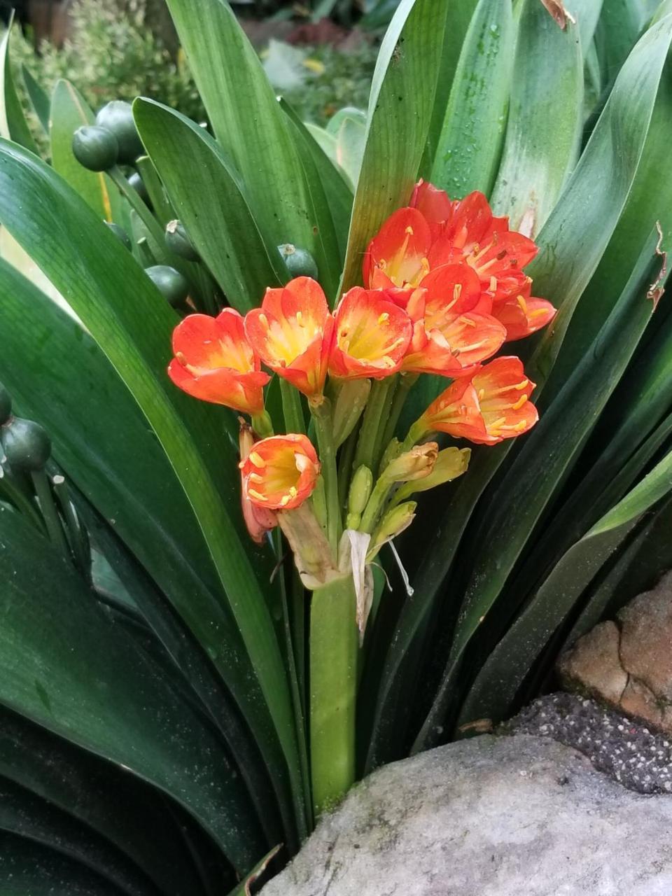 La Terraza 3*